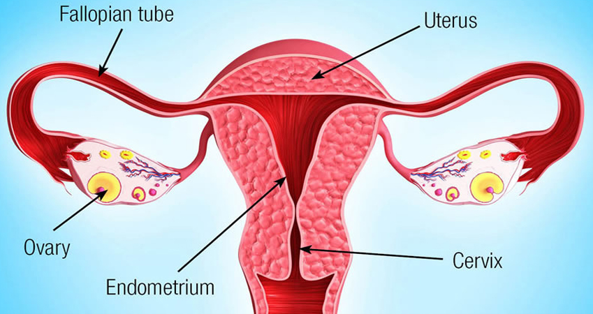 Gynaecological Cancer treatment in Sonipat
